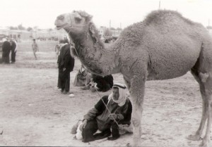 בידואי עם גמל בבאר שבע 1957 