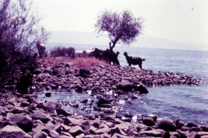 הארי כהן- חוף הכינרת 1963