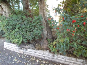 עץ וירק בשביל שעובר ליד הגן שמאחטרי בית רפפורט 